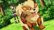 Arcanine in the Pokemon anime (Image via The Pokemon Company)